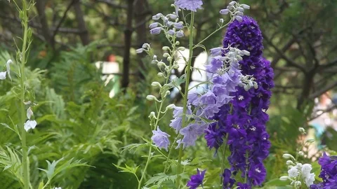 Purple flowers Video stock 100855997