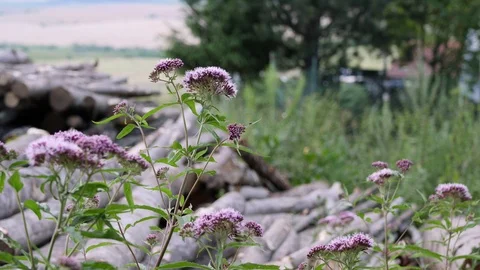 Purple Flowers Stock Footage 104013821