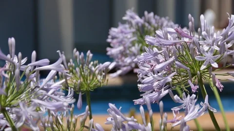 Purple flowers Stock Footage 104783913