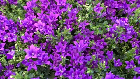 Purple flowers Stock Footage 108458882