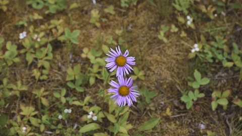 Purple flowers Stock Footage