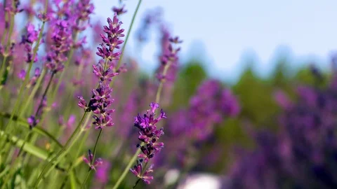 Purple Flowers Stock Footage 115281701