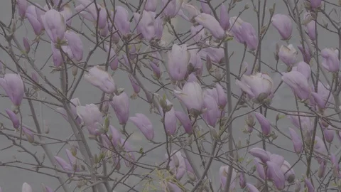 Purple Flowers Stock Footage 128753614