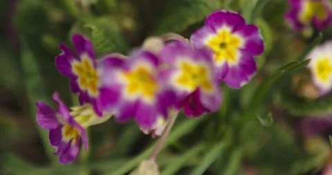 Purple flowers Stock Footage 132603257