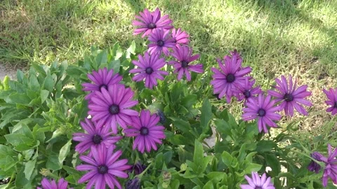 Purple Flowers Stock Footage 136043312