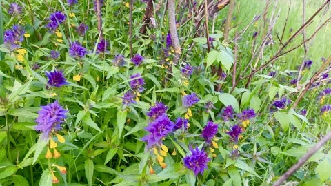 Purple flowers Stock-Footage 137246230