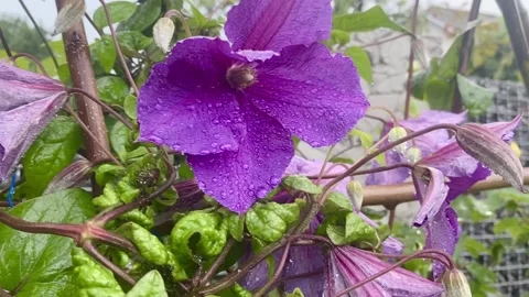 Purple flowers Stock-Footage 137250411