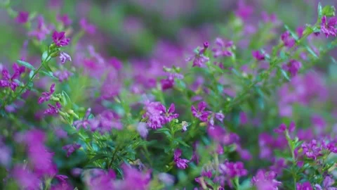 Purple flowers Stock Footage 139186888