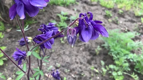Purple flowers 스톡 동영상 141881954