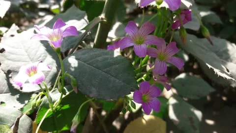 Purple flowers Stock Footage 155456029