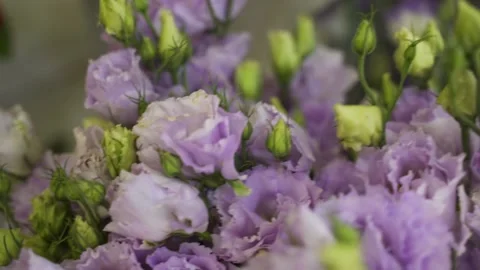Purple flowers Stock Footage 162182082