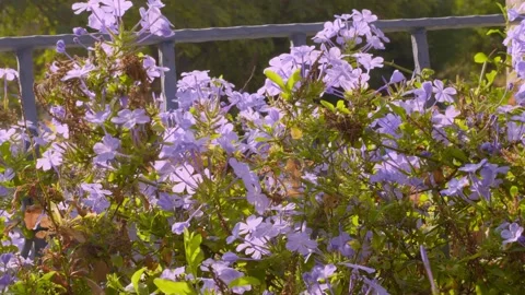 Purple Flowers Stock Footage 165278092