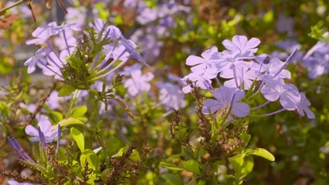 Purple Flowers Stock Footage 165279866