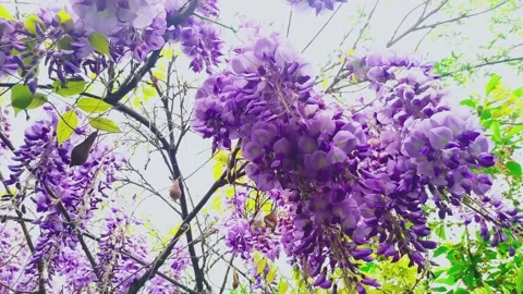Purple flowers Stock Footage 198380402