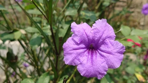Purple flowers Video stock 209840333