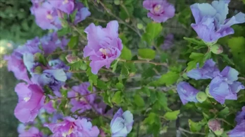 Purple flowers Video stock 220326325