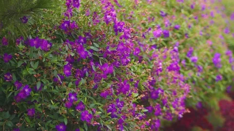 Purple flowers 動画素材 234858863