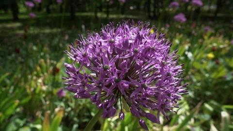 Purple flowers 库存影片 242497360