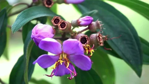 Purple flowers Stock Footage 251327156