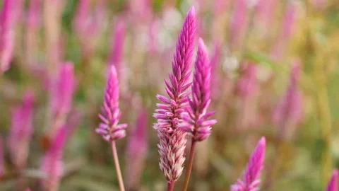 Purple flowers Stock Footage 265753768