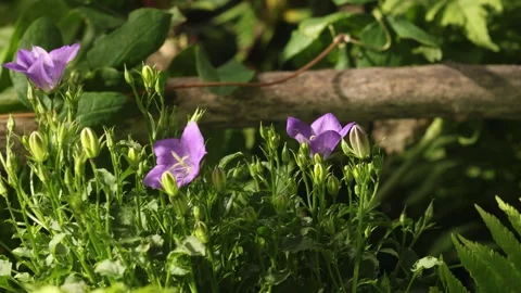 PURPLE FLOWERS 스톡 동영상 272807618
