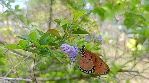 Purple flowers Stock Footage 275643474