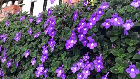 Purple flowers Stock Footage 276451470