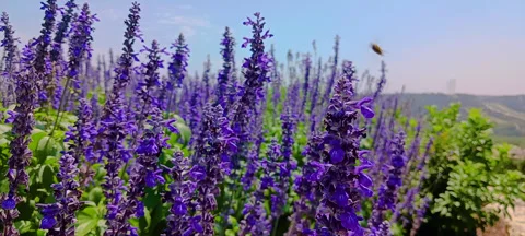 Purple flowers Stock Footage 276930605