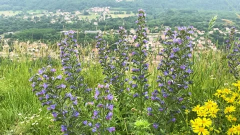 Purple flowers Stock-Footage 279417527