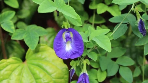 Purple flowers Video stock 301604808