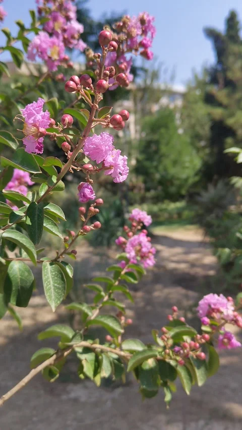 Purple flowers Stock Footage 311904724