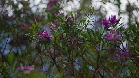 Purple Flowers Stock Footage 321093138