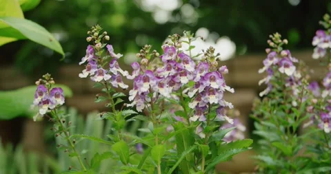 Purple Flowers Stock Footage 329133111