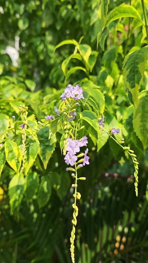 Purple flowers Stockbeeldmateriaal 330758590