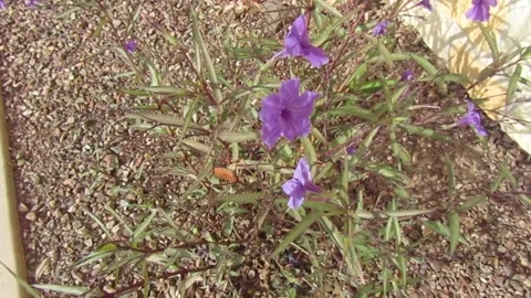 Purple Flowers Stock-Footage 332885037