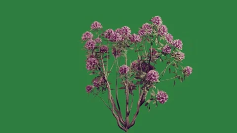 A purple flowers Stock Footage 336971552