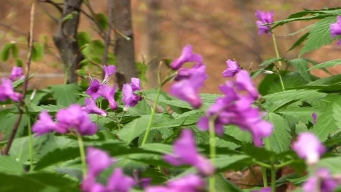 Purple flowers in the forest Stock Footage 81532298