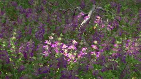 Purple Flowers in the Forest with a Patch of Sunlight Vídeos de archivo 253354126