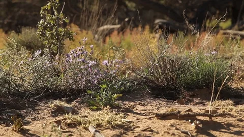Purple flowers in front of a field Stock Footage 90819965