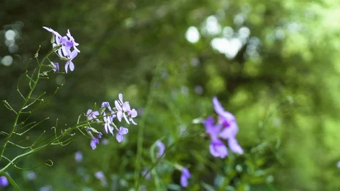 Purple flowers in front of trees Stock Footage 130144550