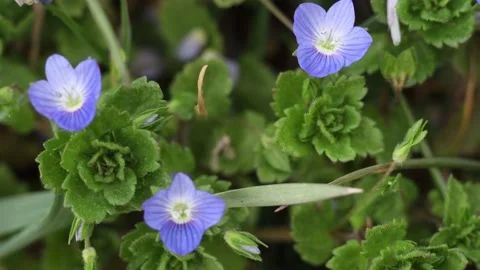Purple flowers in the garden Video stock 174692960