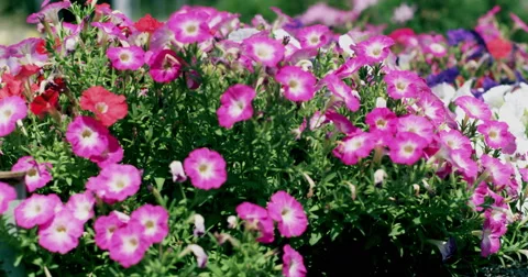 Purple flowers gently moving in the wind 4K Video stock 44750119