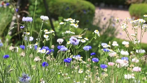 Purple flowers in the grass Stock Footage 310156590