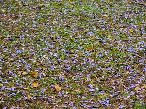 Purple flowers on grass pattern Stock Photos