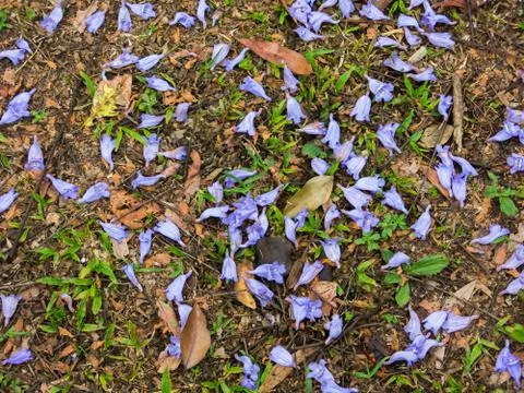 Purple flowers on grass pattern Stock Photos