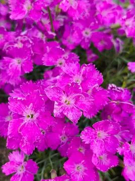 Purple flowers in the grass Stock Photos