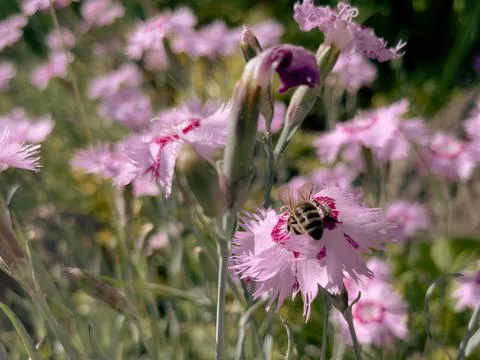Purple flowers in the grass Stockfoto's