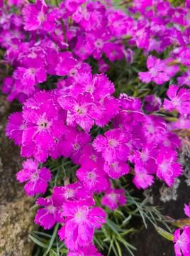 Purple flowers in the grass Stock Photos