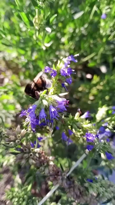 Purple flowers on a green background Stock-Footage 313653577