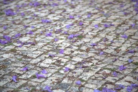 Purple flowers on the ground Stock Photos